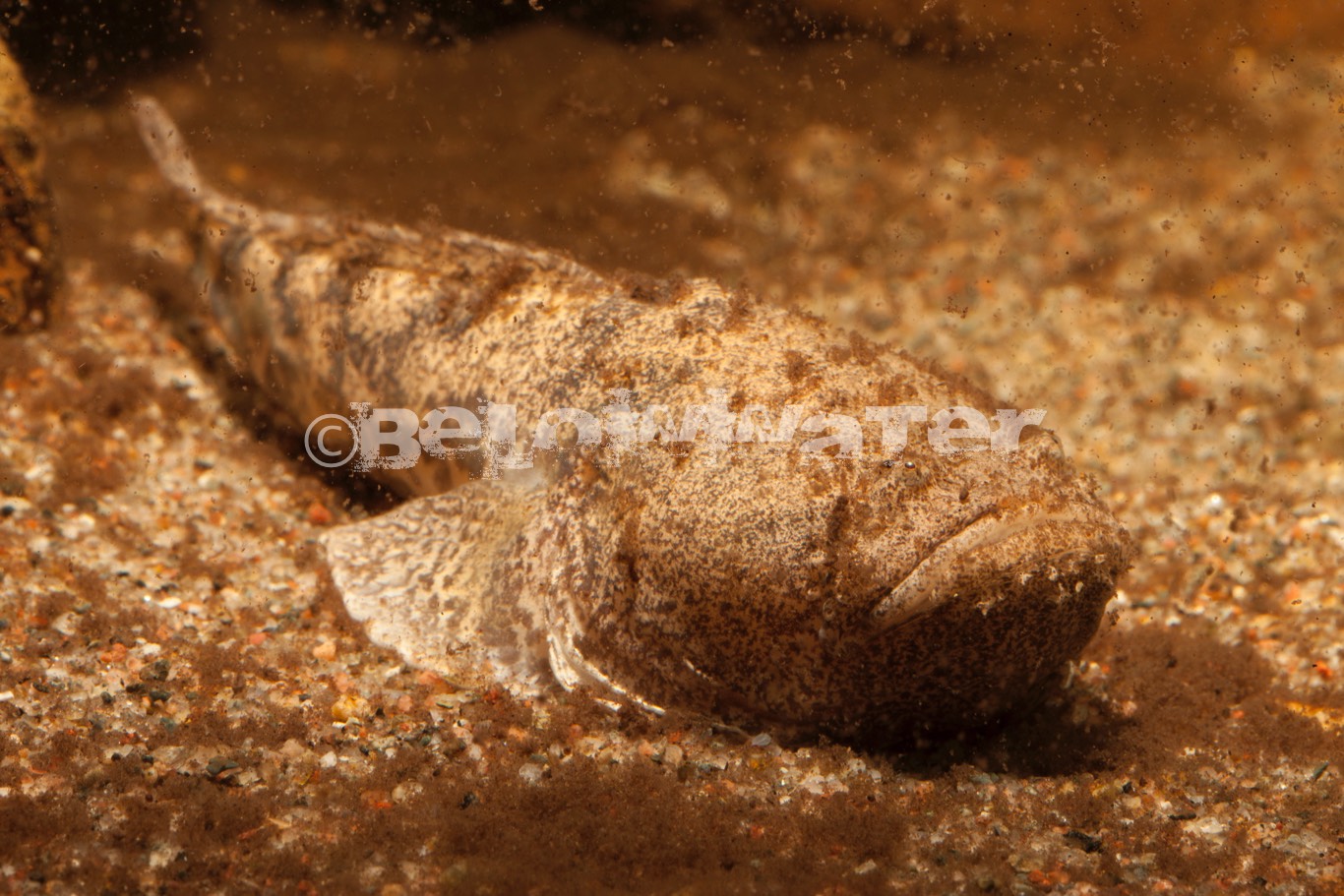 Thallassophryne amazonica