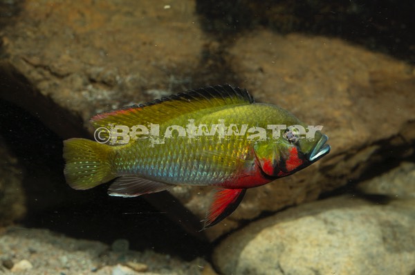 Thoracochromis brauschi