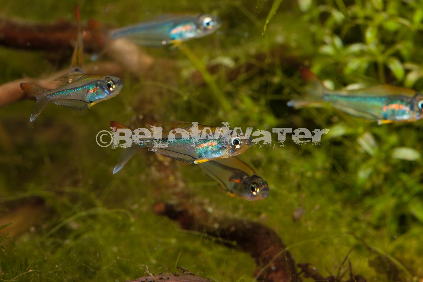 Trochilocharax ornatus