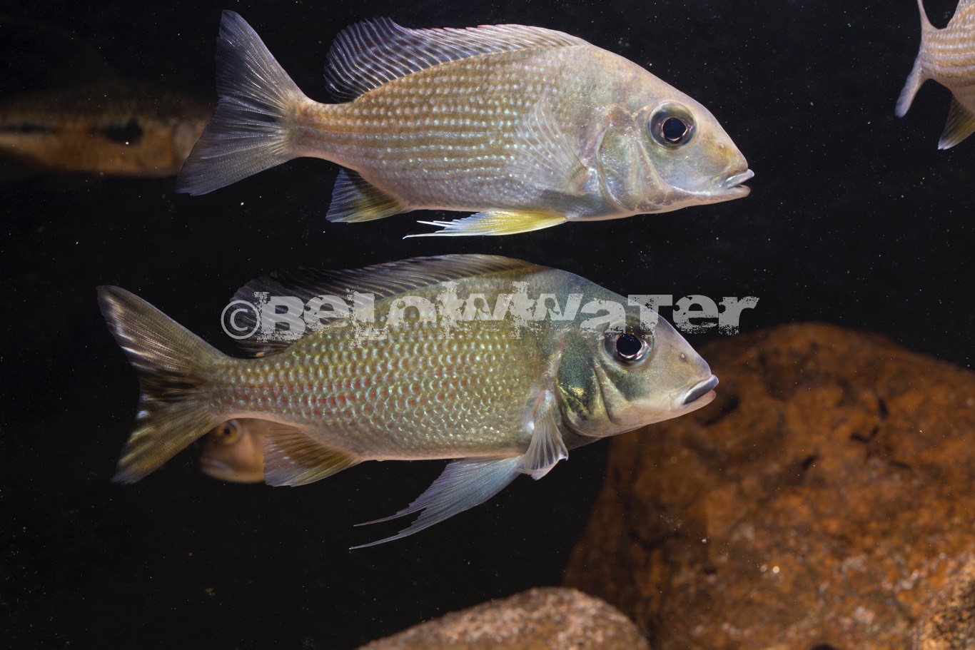 Tylochromis intermedius