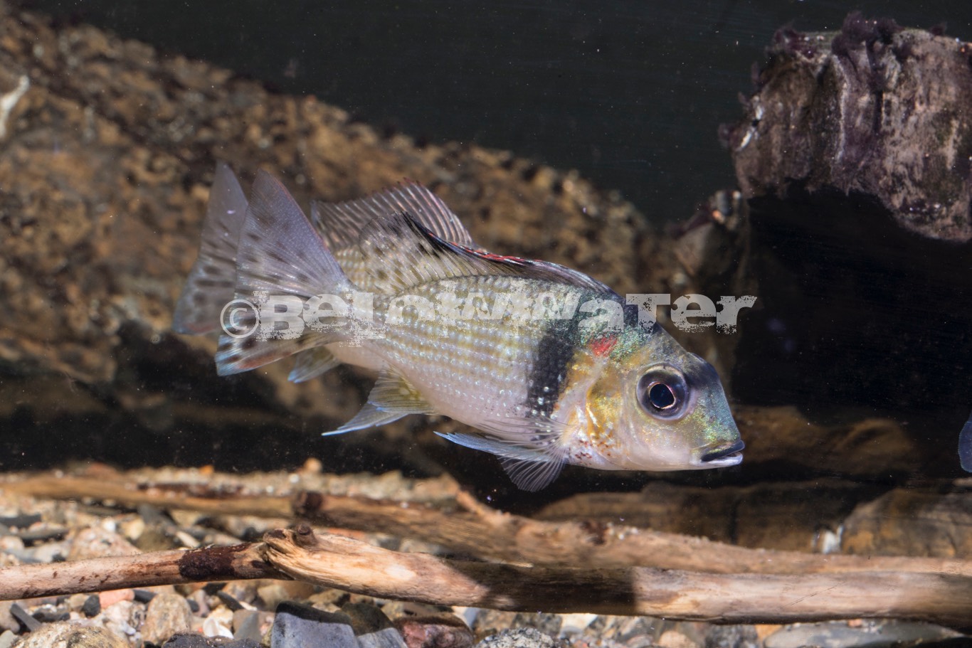 Tylochromis lateralis