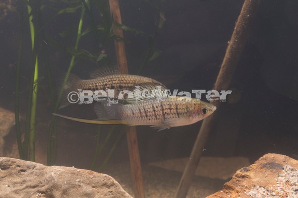 Xiphophorus nezahualcoyotl