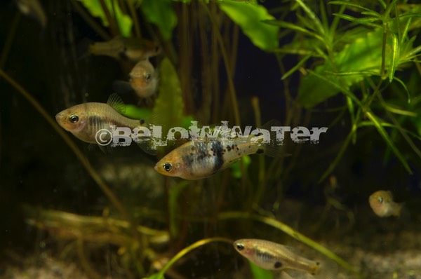 Xiphophorus xiphidius